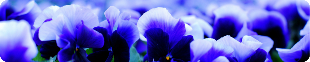 pansies
