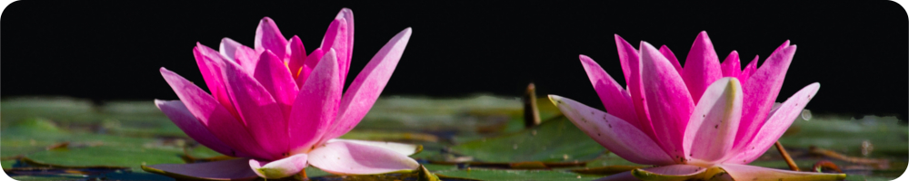 waterLilies