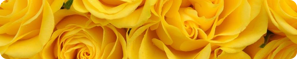yellowRoses